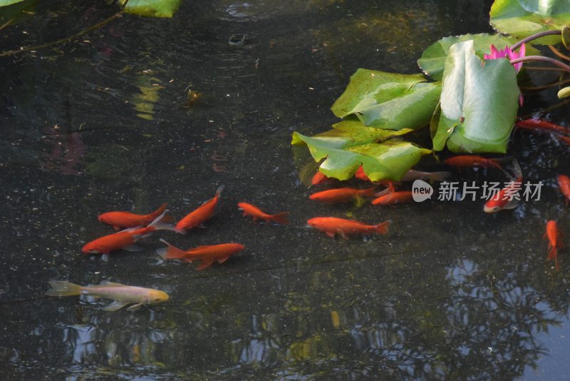 广东东莞：锦鲤在荷花底下游弋