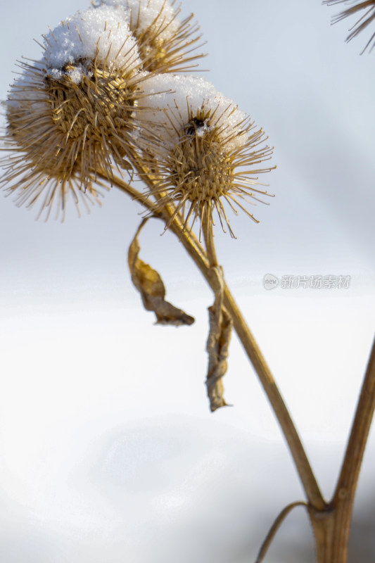 带雪的干枯植物特写