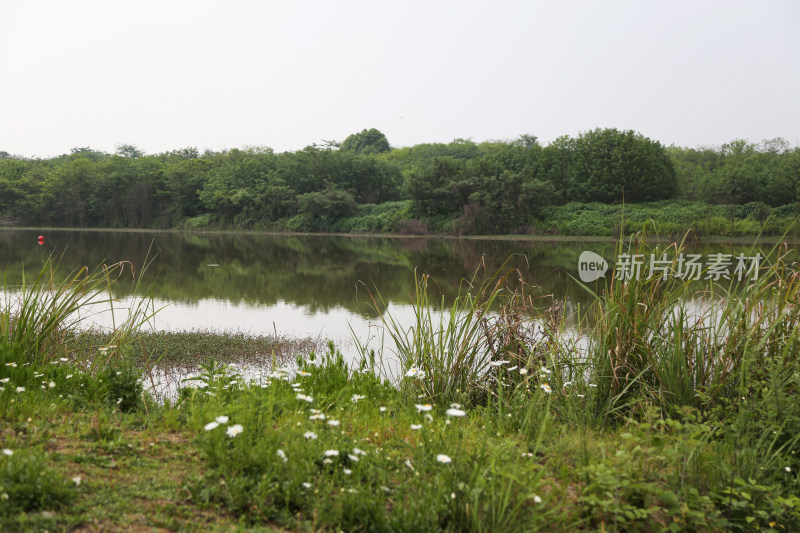 湿地河滩边的白色小花