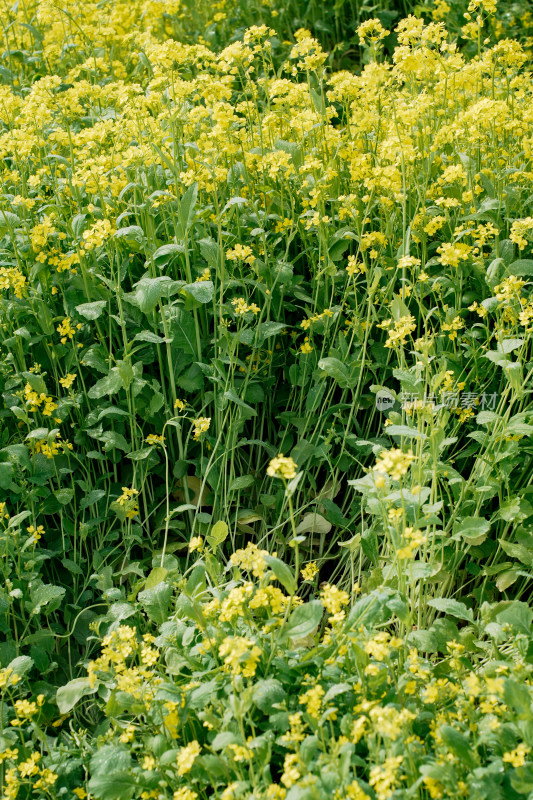 北京温榆河公园油菜花田