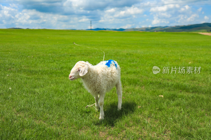 承德丰宁草原风光