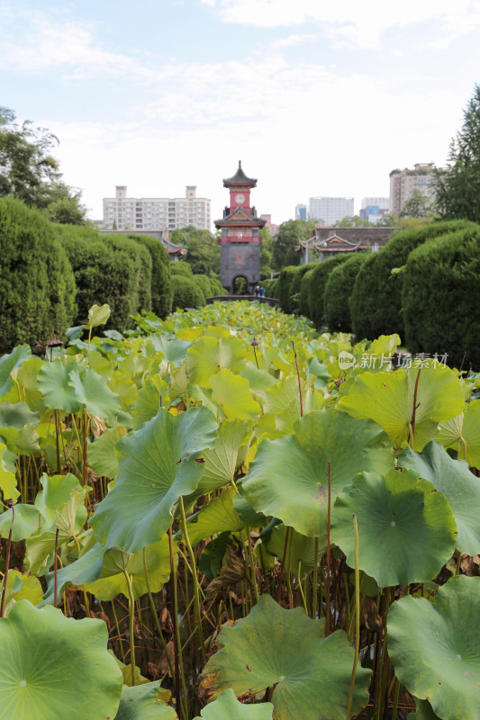 四川大学华西医学院钟楼荷塘景色