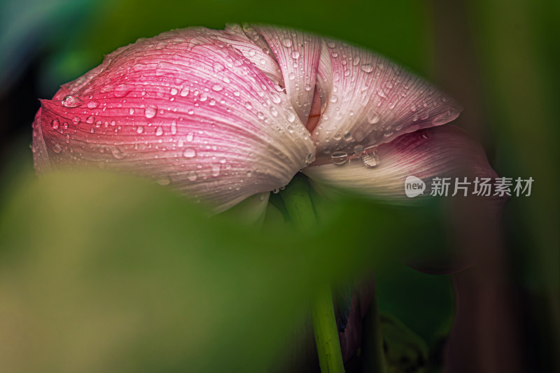 雨后荷花上的水珠