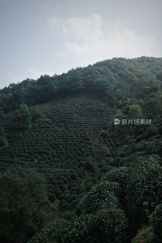 山坡上的大片茶园景观