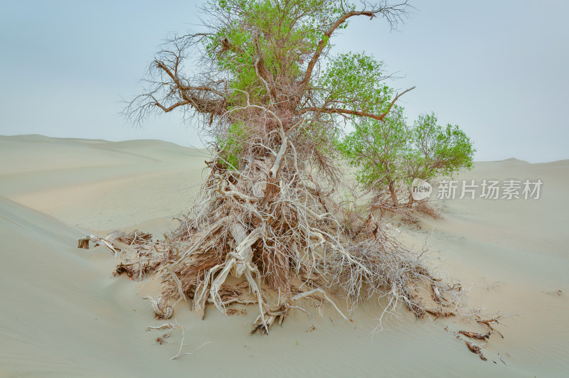 新疆塔克拉玛干沙漠胡杨树