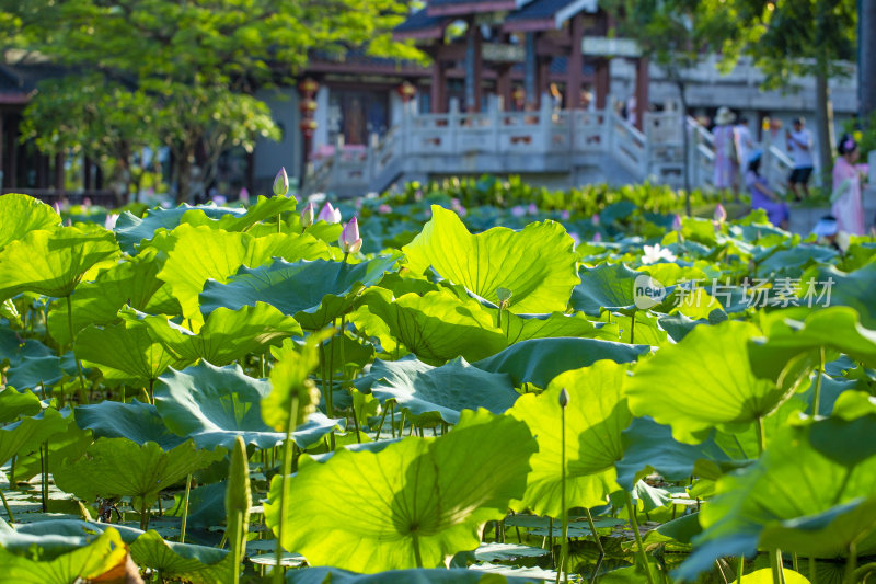 荷花池畔中式建筑风景