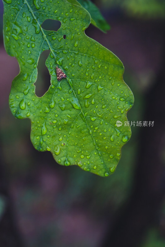 秋天雨后的残破绿叶