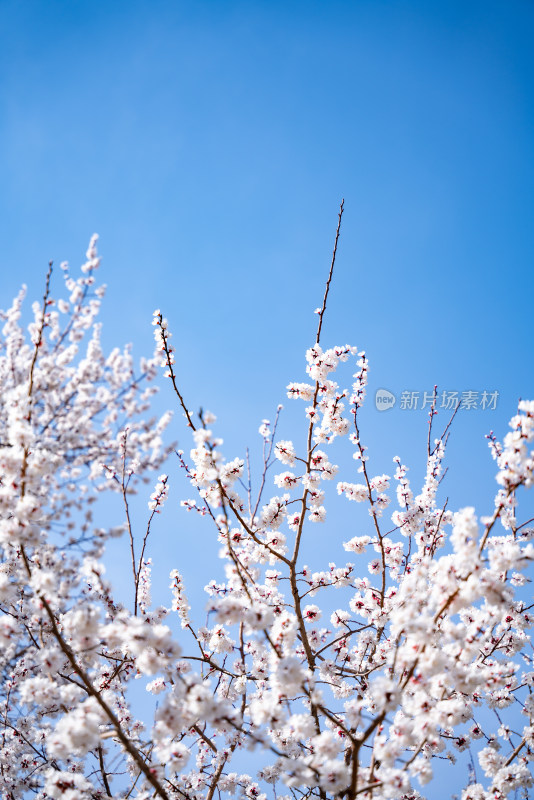 春日花开