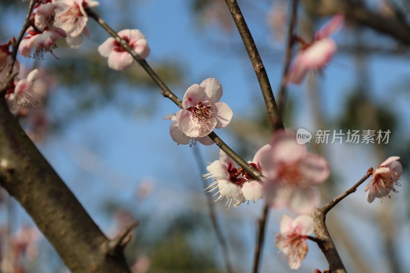 枝头绽放的粉色梅花