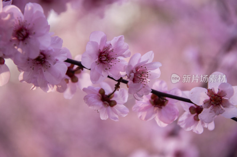 春天盛开的樱花