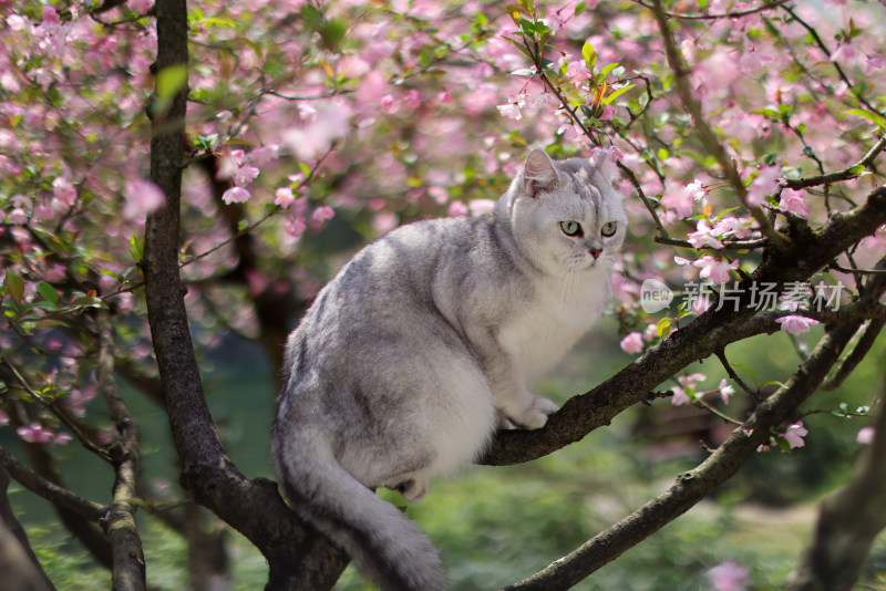 海棠花和英国短毛猫银渐层