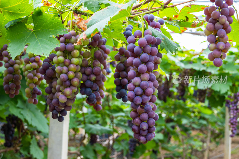 葡萄园里种植的夏黑葡萄