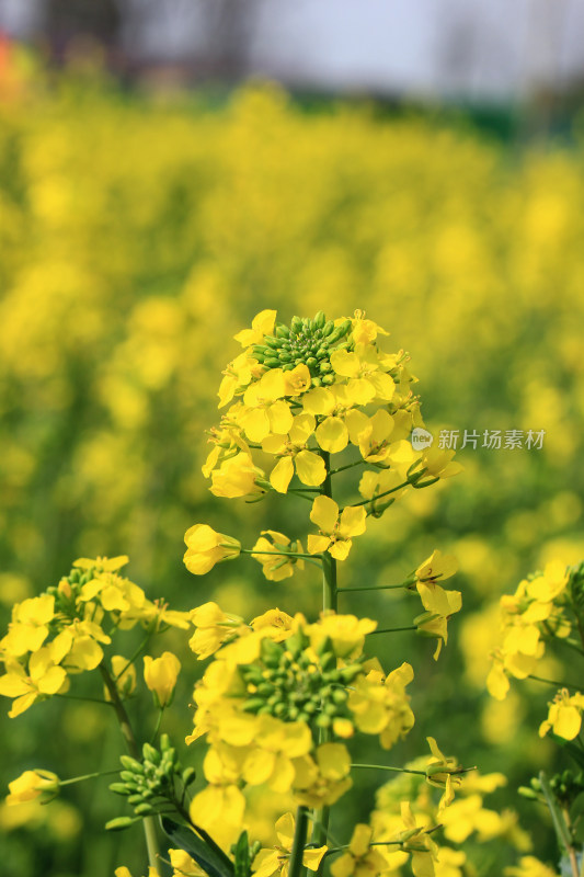 春天金黄的油菜花特写