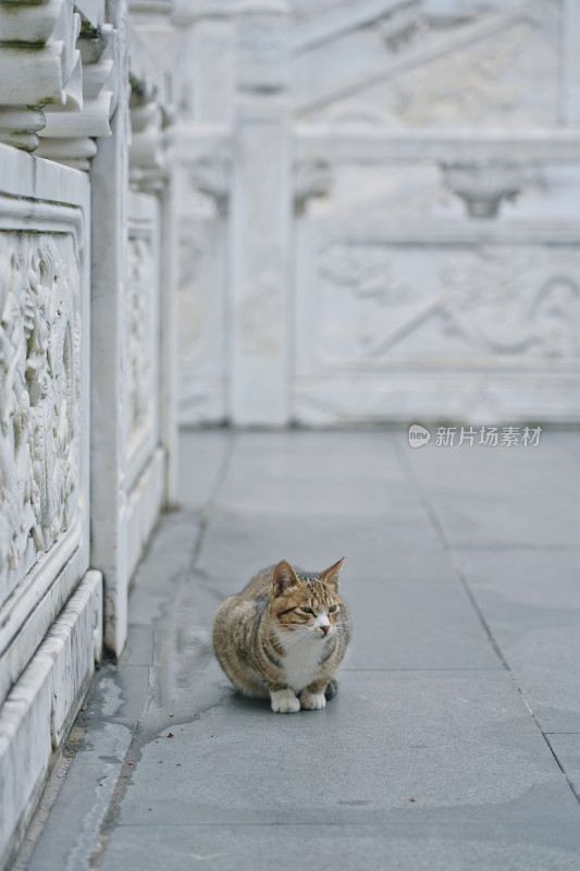 柳州文庙，古建筑与猫