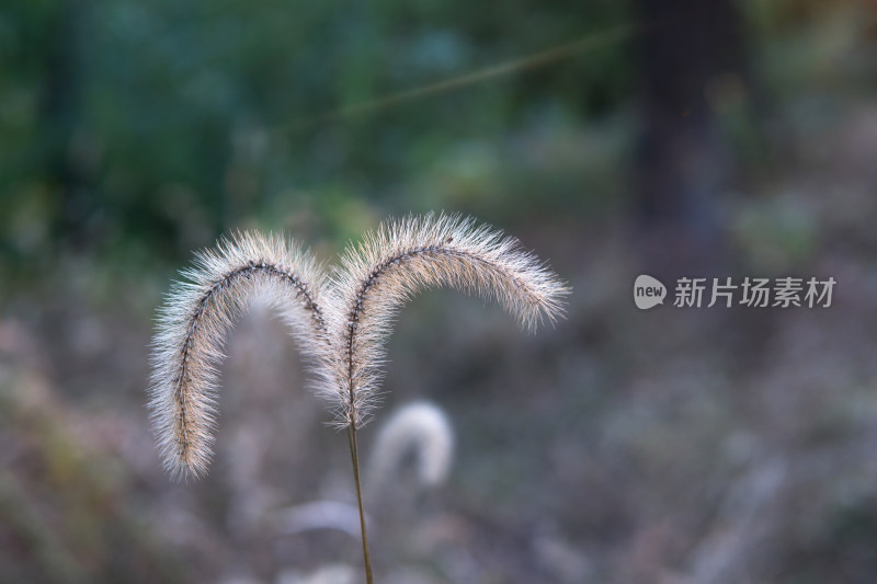 公园枯黄的狗尾巴草特写