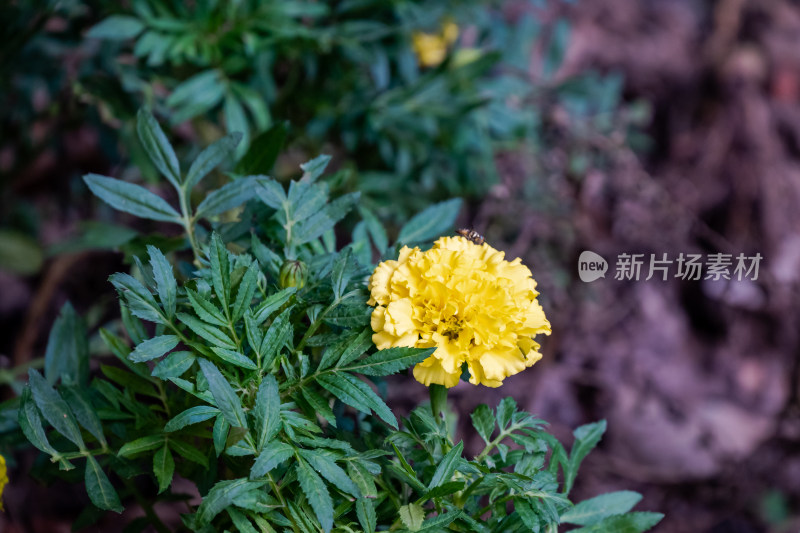 花坛中，盛开的万寿菊特写