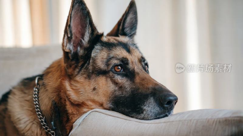 德国牧羊犬宠物狗