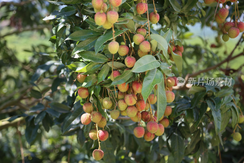挂满荔枝的荔枝树