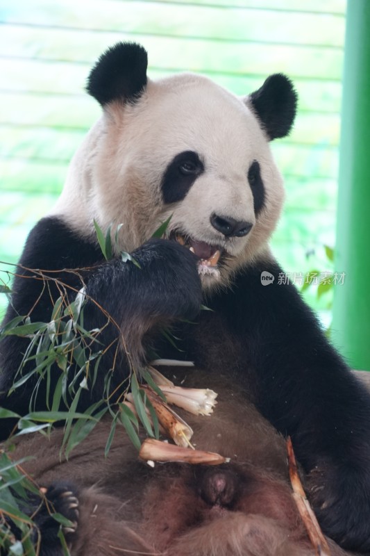 大熊猫坐卧进食竹子