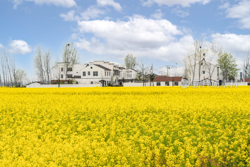 襄阳最美一号公路油菜花