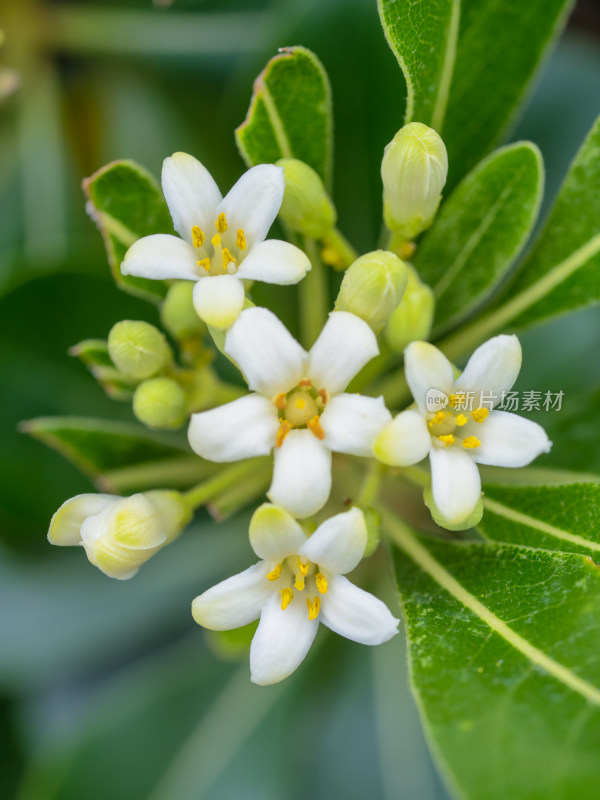 春天的灌木七里香开花特写