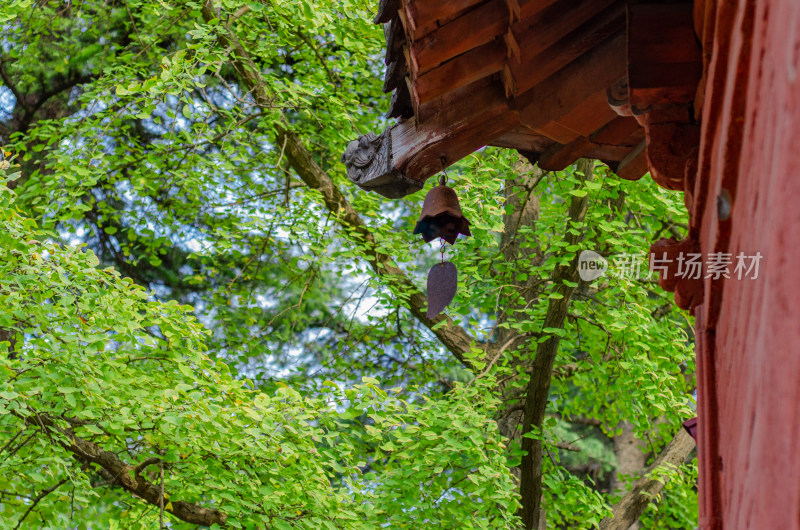 河南省洛阳市白马寺夏天屋檐