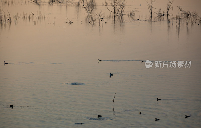 日出时的孟子湖湿地湖泊景观