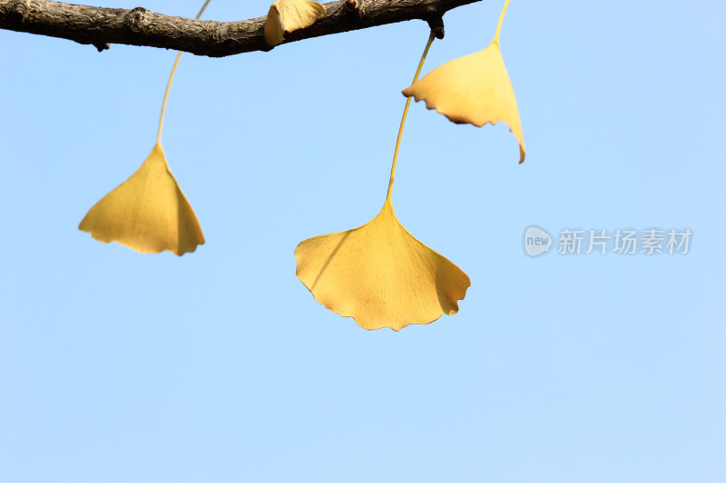 金黄的银杏叶片背景