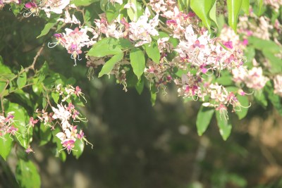 广东东莞：短萼仪花盛开