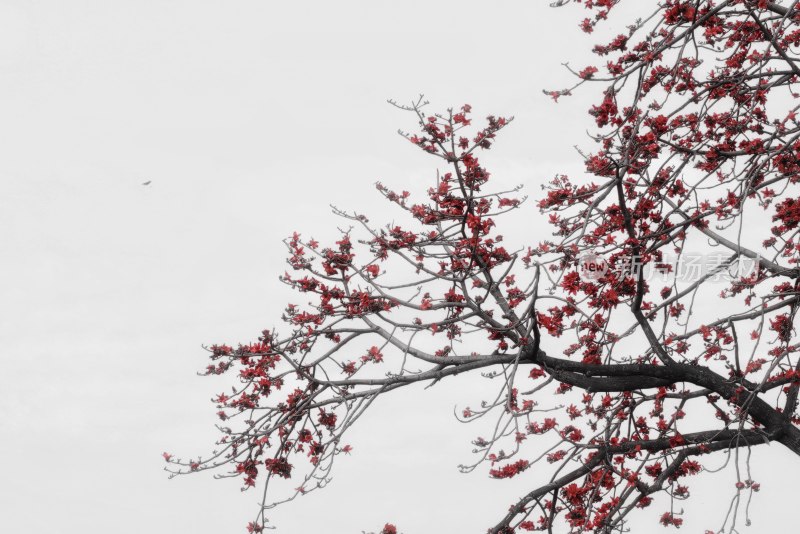 枝头绽放的红色花朵木棉花