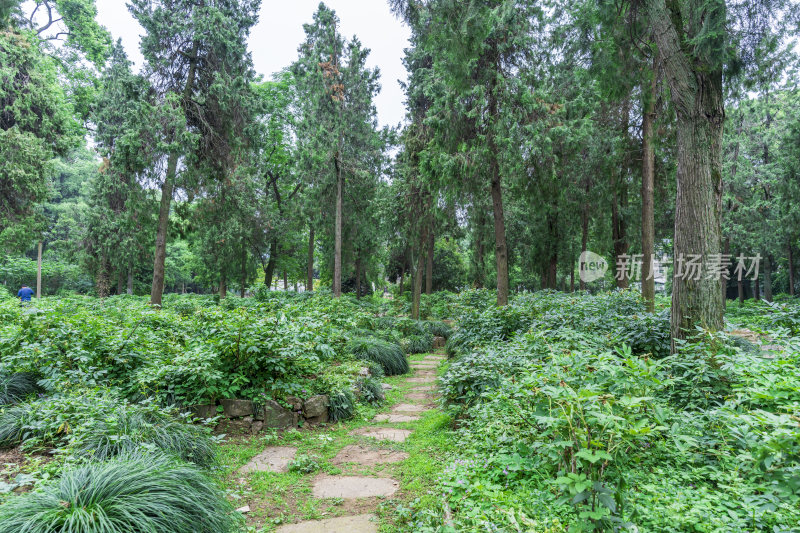 武汉中国科学院武汉植物园风光