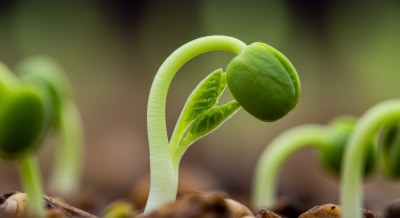 破土而出的嫩芽