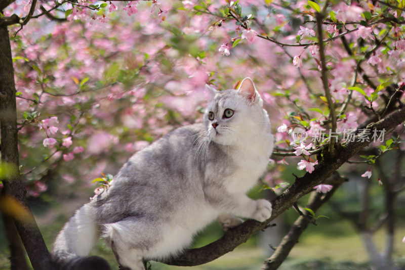 海棠花和英国短毛猫银渐层