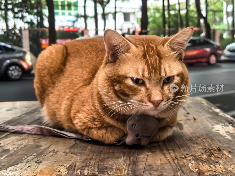 被栓在木头桌面上的橘猫