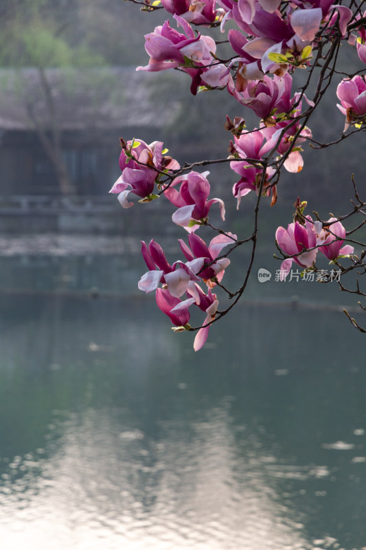 浴鹄湾霁虹桥旁的紫玉兰花