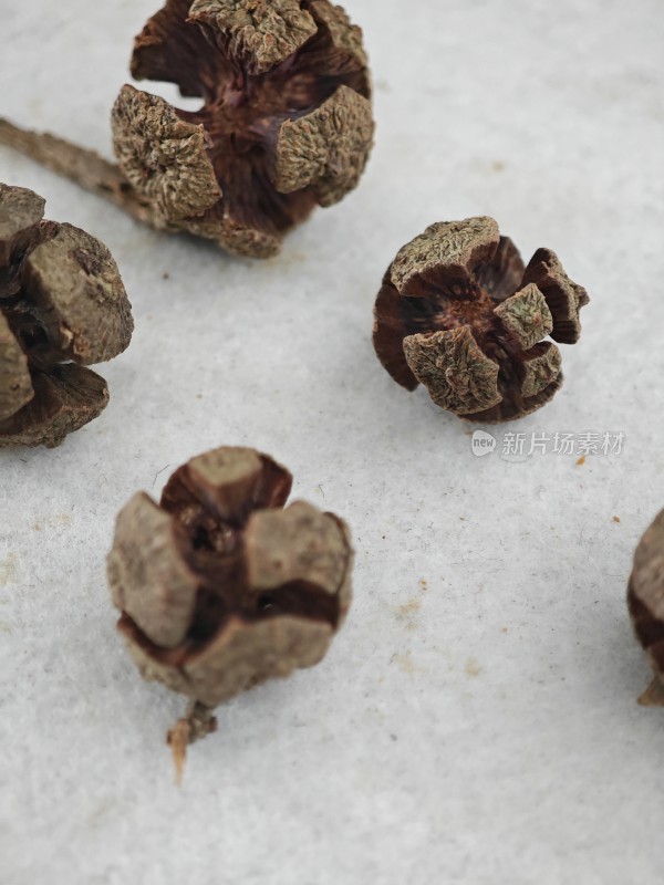 干制植物足球果果实微距特写