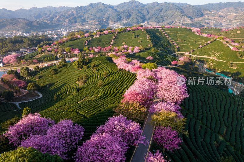 福建龙岩永福台品樱花茶园