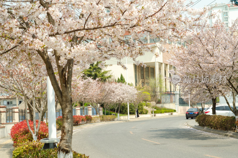 青岛樱花小镇，道路两旁樱花盛开