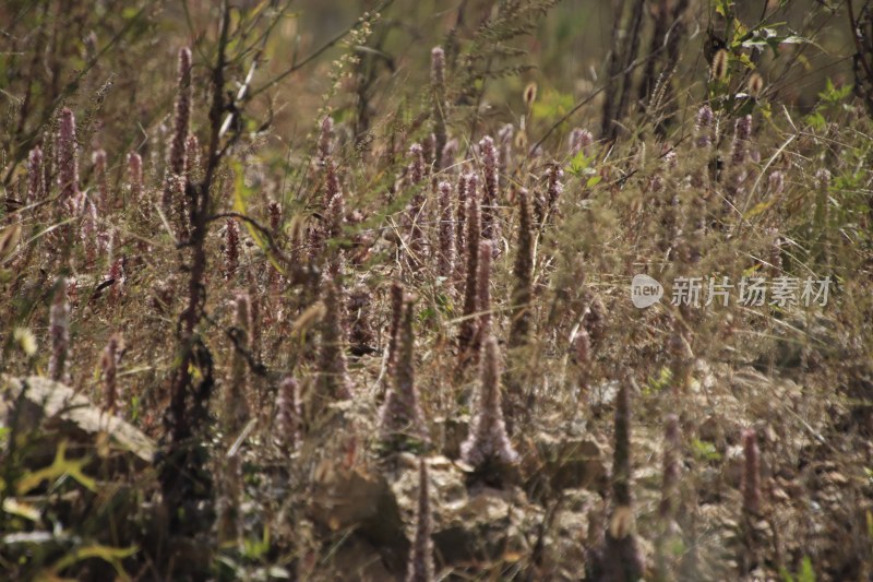 山东省威海市双岛湾西山村山坡上的瓦松开花