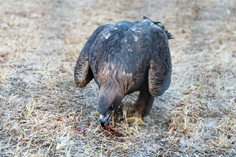 金雕老鹰在吃肉觅食