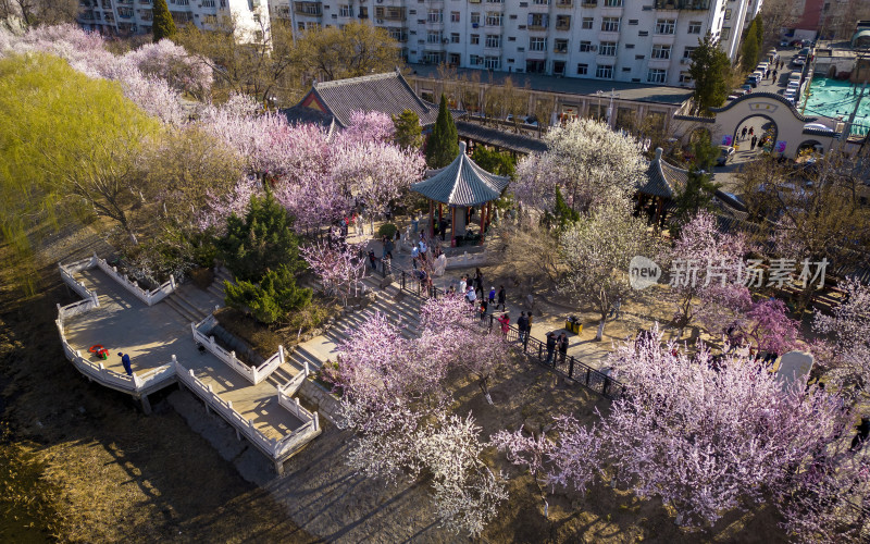 天津红桥区桃花堤航拍