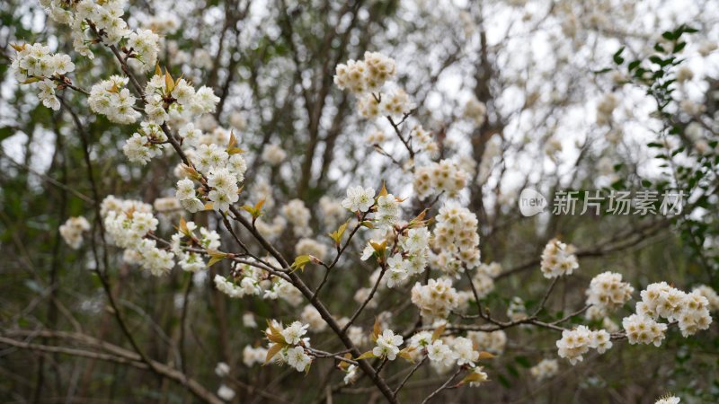 白色花海