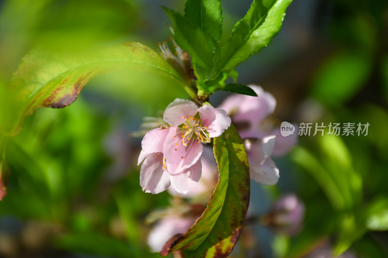 春意盎然的桃花枝