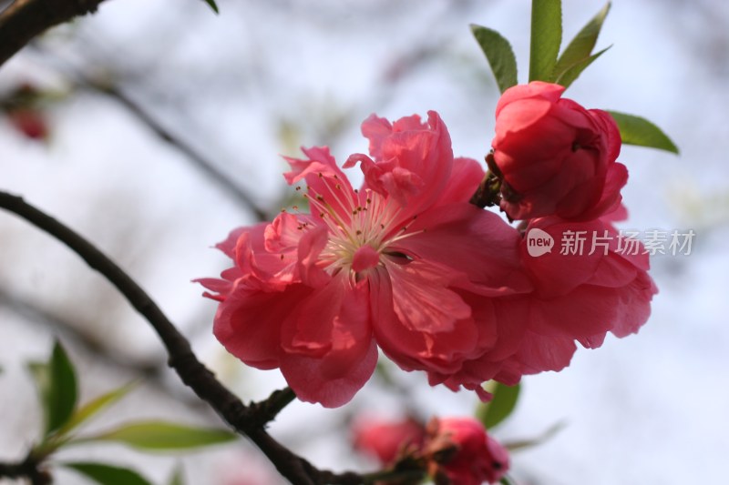 盛开的花朵