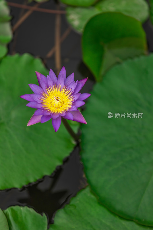 睡莲蓝睡莲花朵莲花植物自然户外池塘