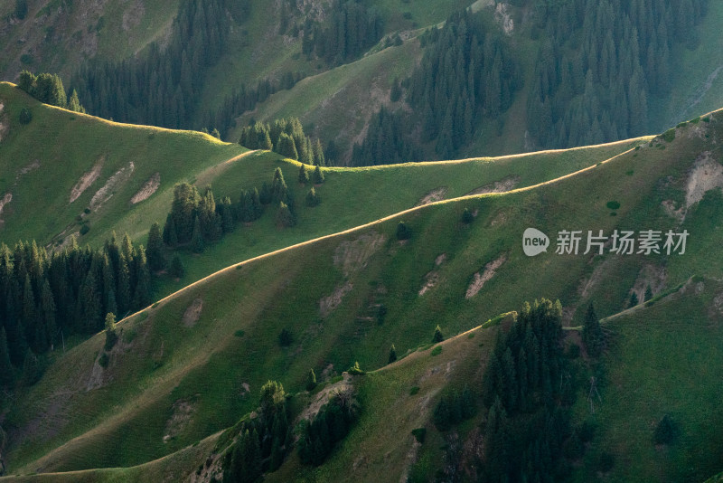 赛里木湖湖边茂盛森林草地的自然景观