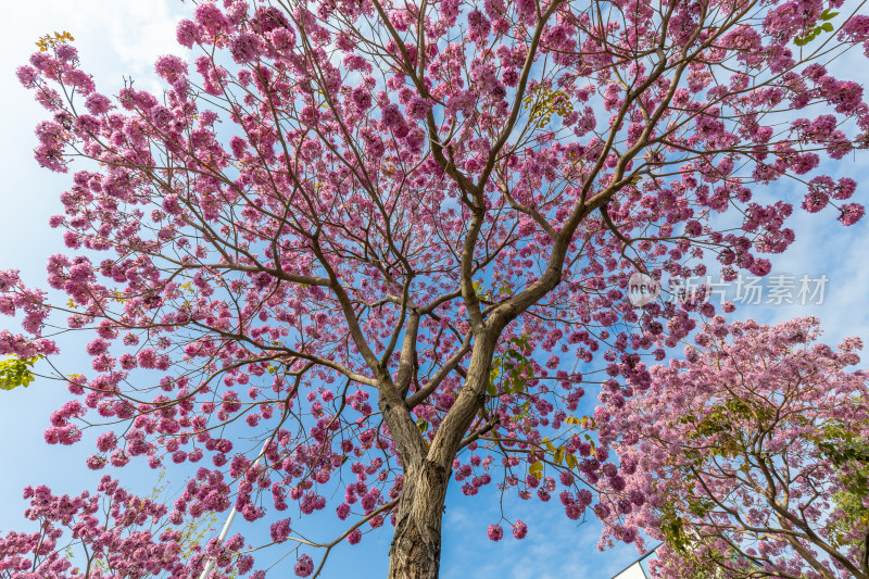 紫花风铃木