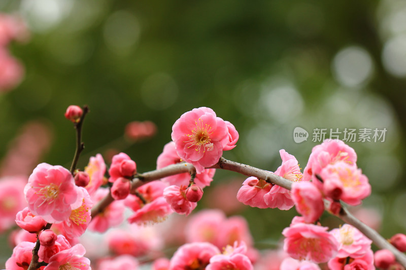 春天梅花盛开