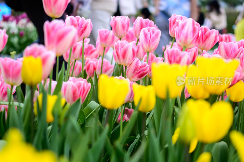 郁金香花卉景观