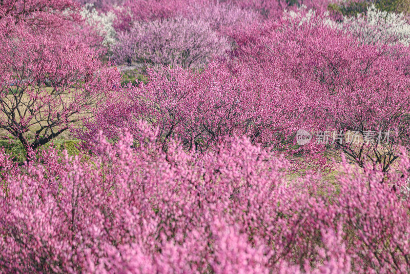 花开海上梅花节